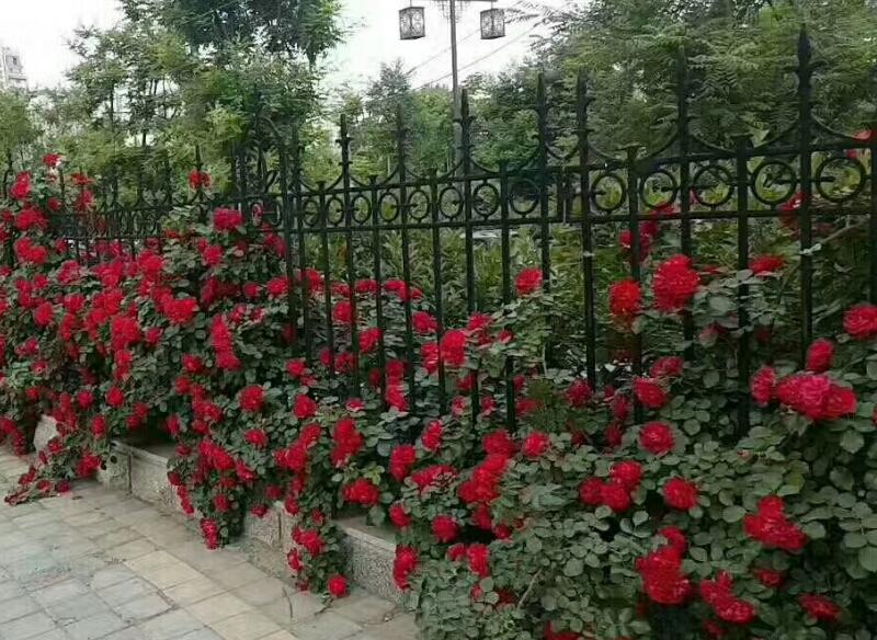 1644222152578355.jpg 1644222152578355.jpg