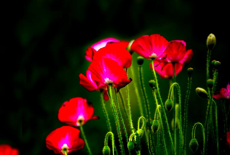 1644730203743099.jpg 1644730203743099.jpg