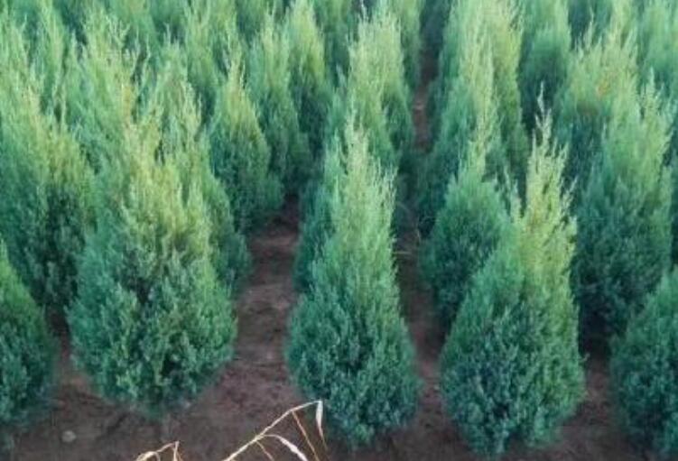 1644758506428062.jpg 111.jpg