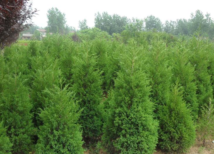 1644758584265427.jpg 333.jpg