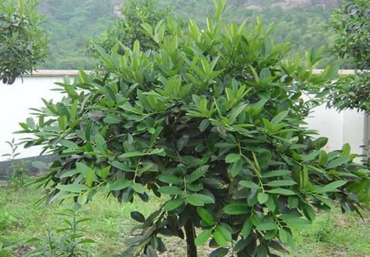 1644759355281079.jpg 大111111111111.jpg