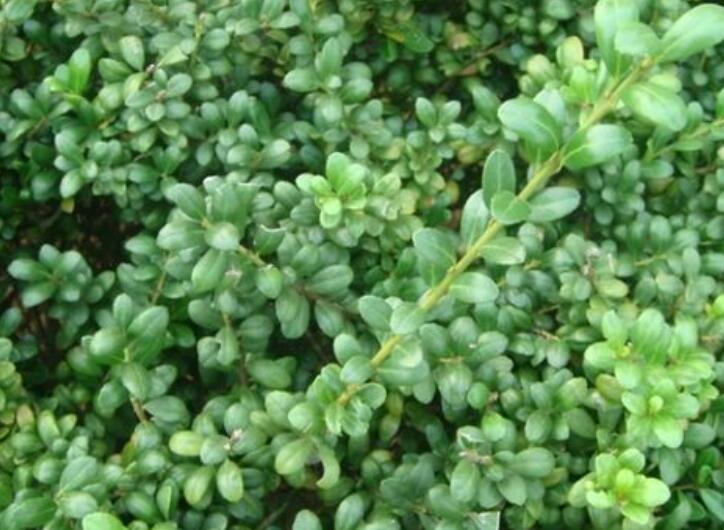 1644759377258034.jpg 33333333333333333333333333333.jpg