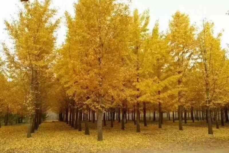 1644895253817877.jpg 1644895253817877.jpg