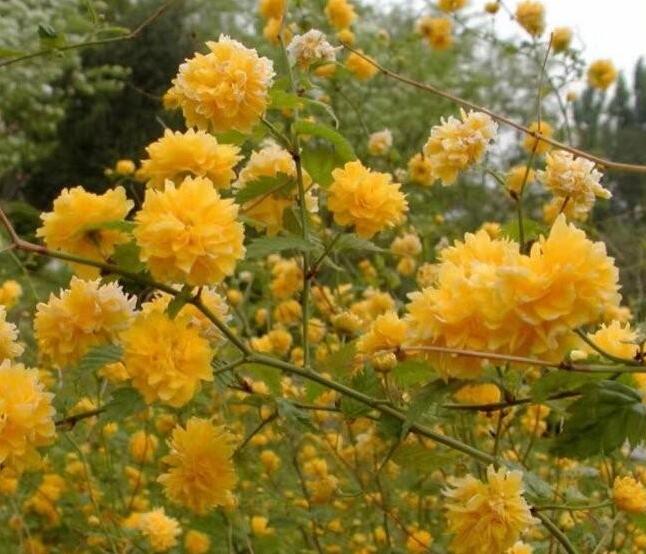 1646560781348316.jpg 1646560781348316.jpg