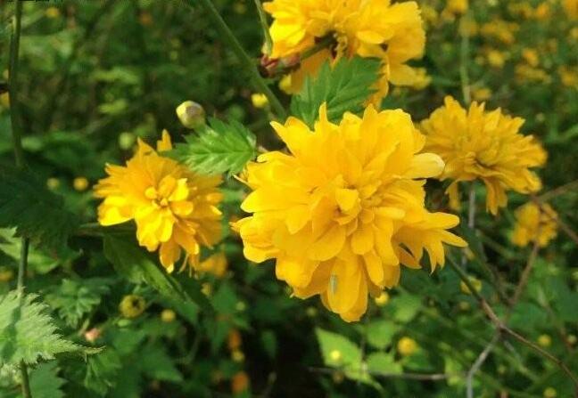 1646560781941393.jpg 1646560781941393.jpg