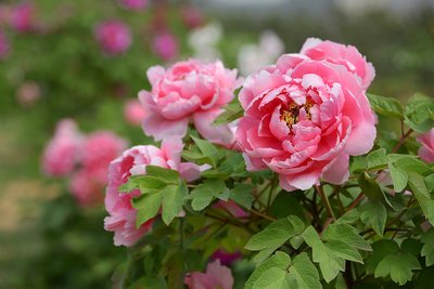 1646806453857751.jpg 1646806453857751.jpg