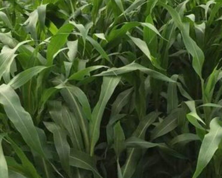 1647096738397322.jpg 3.jpg