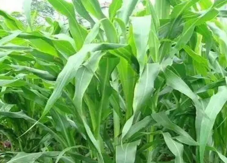 1647315843392531.jpg 1.jpg