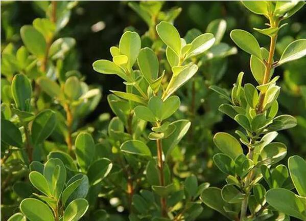 1648181117698045.jpg 1648181117698045.jpg