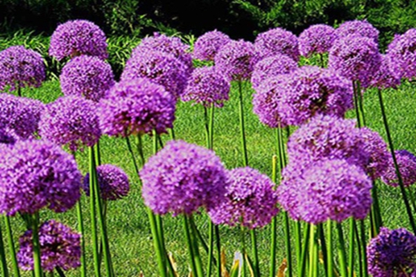 大花蔥5 [原始大小].jpg