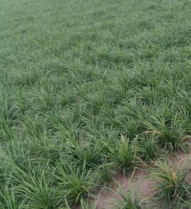 1648374125734466.jpg 1.jpg