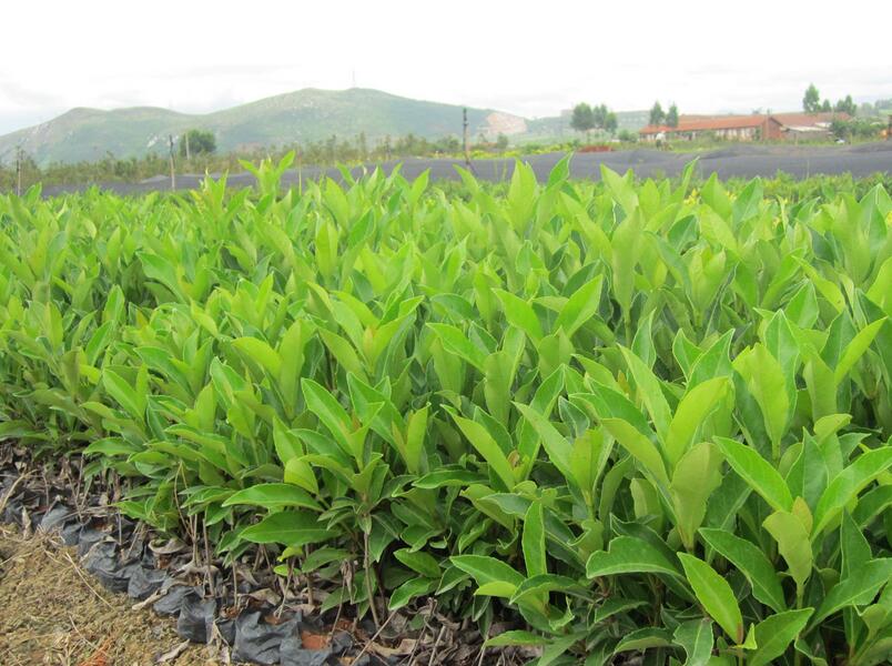 1648626037411658.jpg 1648626037411658.jpg