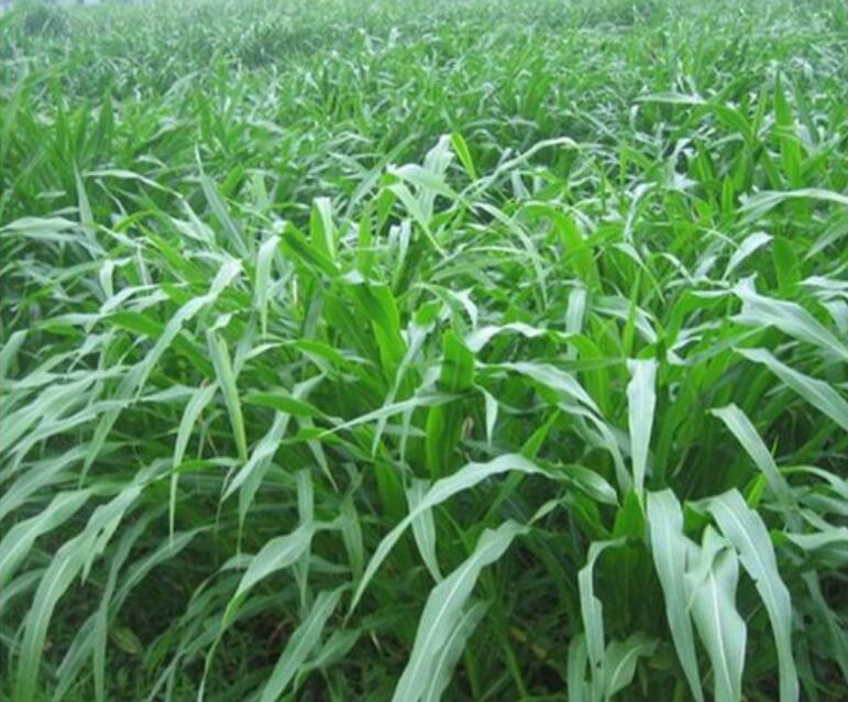 1649237756108062.jpg 1649237756108062.jpg