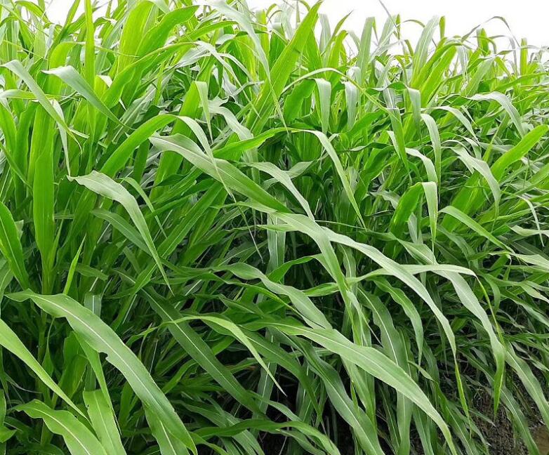 1649237756245470.jpg 1649237756245470.jpg