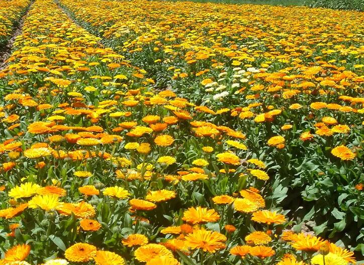 1649417598937128.jpg 1.jpg