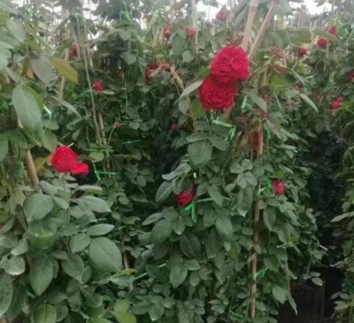 爬藤月季 爬藤月季