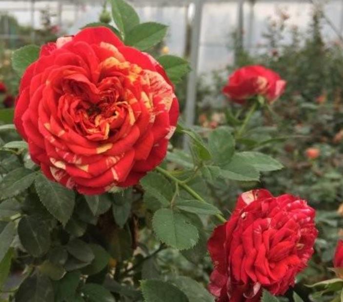 爬藤月季 爬藤月季