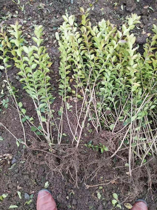 小葉女貞 小葉女貞