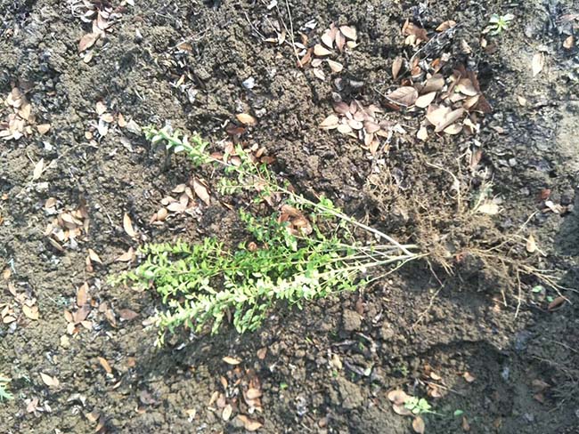 小葉女貞 小葉女貞