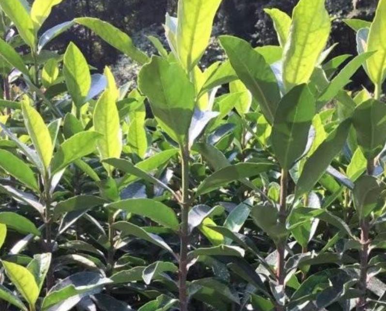 法國(guó)冬青 法國(guó)冬青