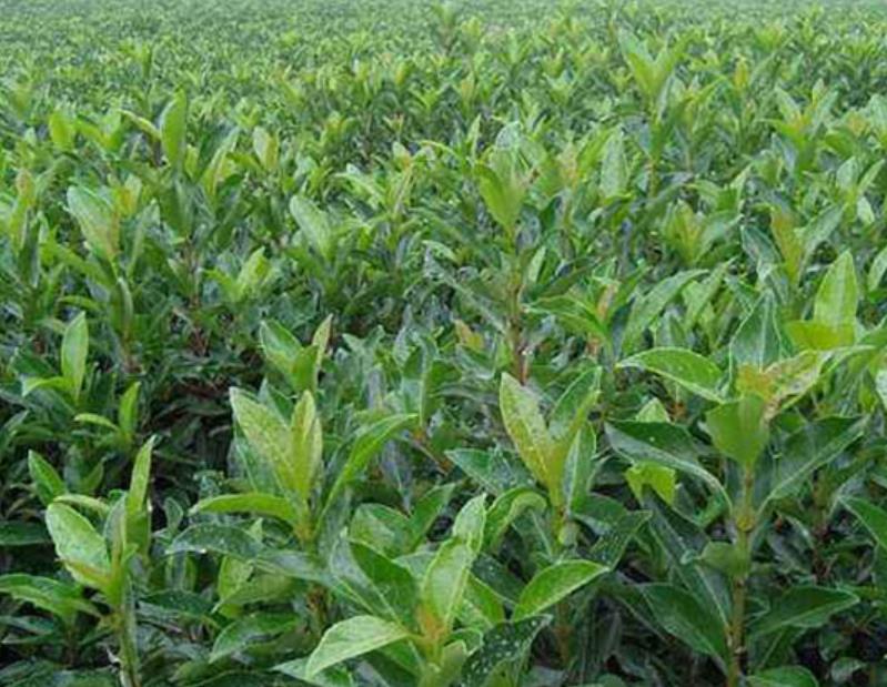 法國(guó)冬青 法國(guó)冬青