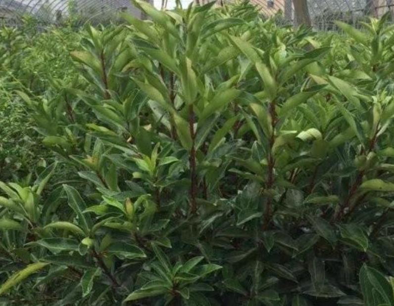 法國(guó)冬青 法國(guó)冬青