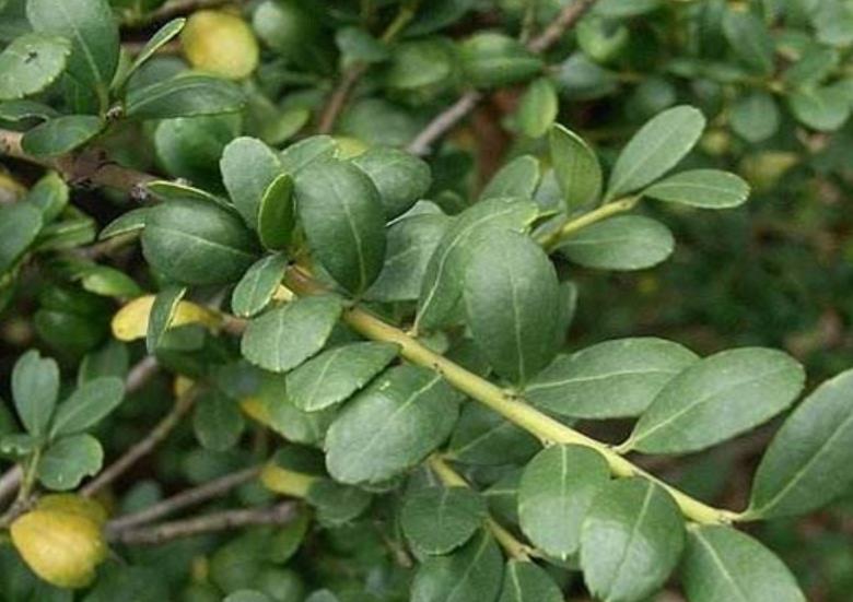 龜甲冬青 龜甲冬青