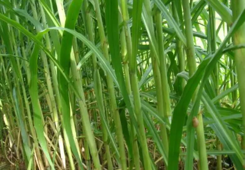 1650377583405790.jpg 3.jpg