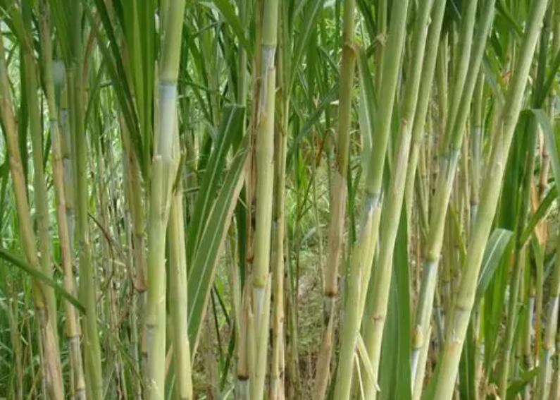 1650378833775455.jpg 1.jpg