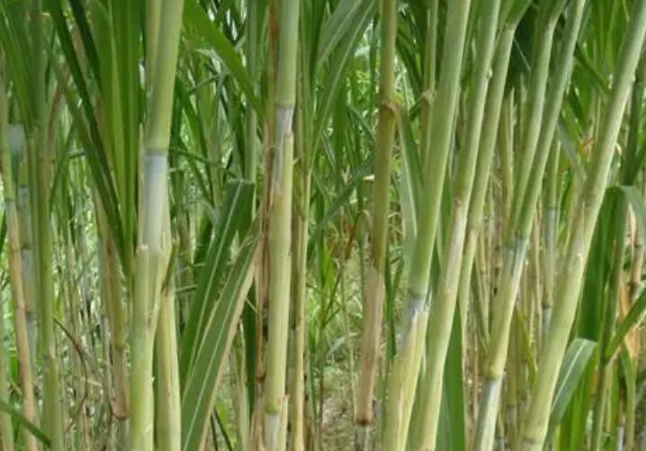 1650381079686670.jpg 3.jpg