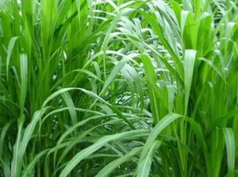 1650892064731664.jpg 1.jpg