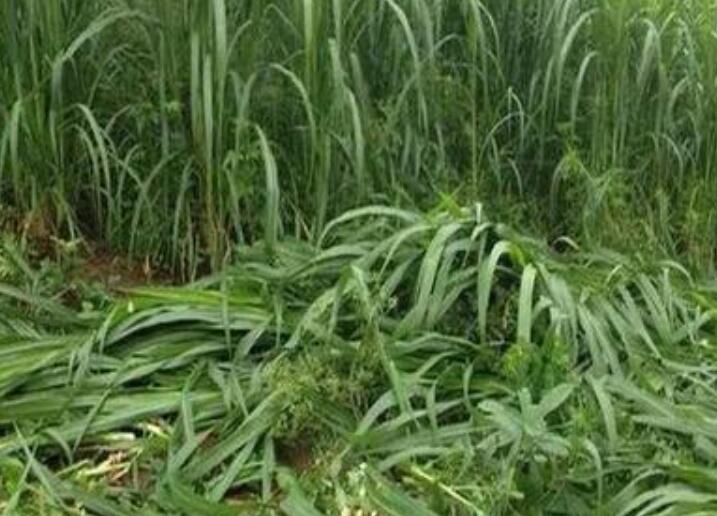 1650892081306543.jpg 3.jpg