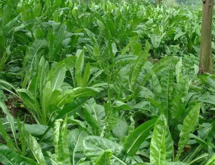 1650984607876737.jpg 2.jpg