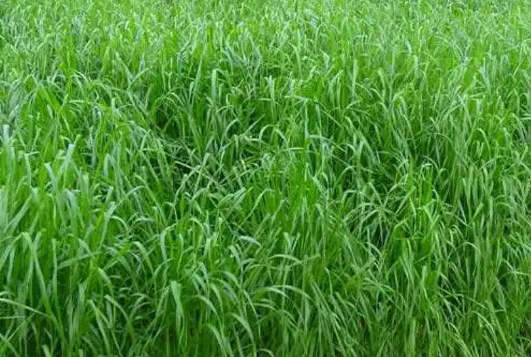 1651586903255549.jpg 1.jpg