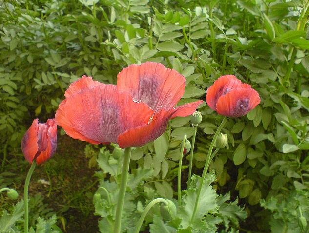 1651766058293932.jpg 1651766058293932.jpg