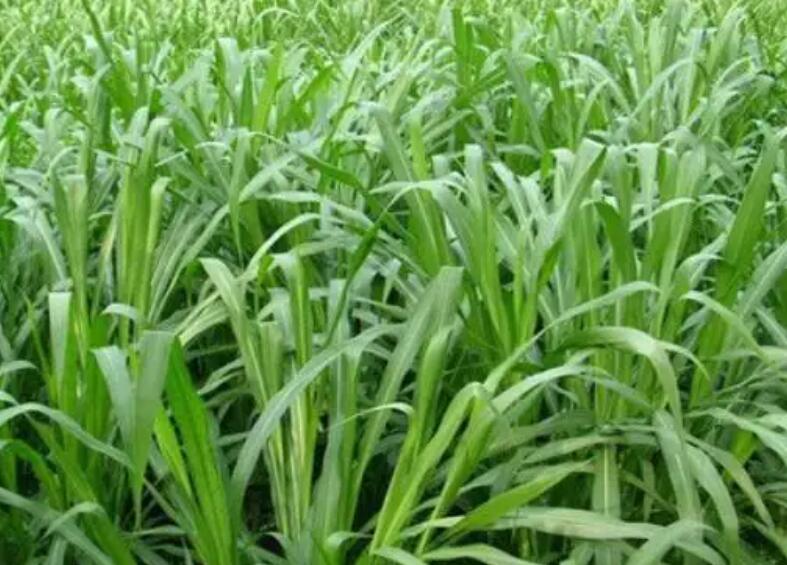 1651837356361195.jpg 1651837356361195.jpg