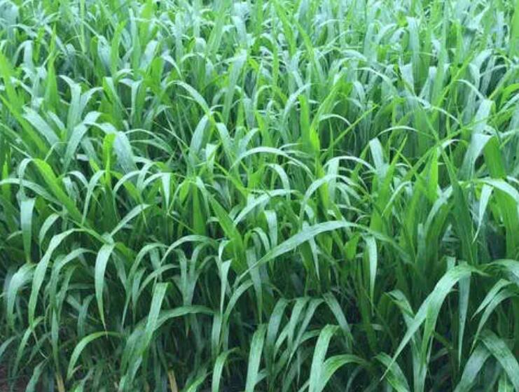 1651839030587720.jpg 3.jpg