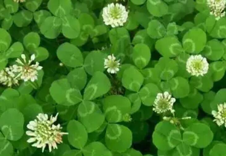 1652190453104252.jpg 1652190453104252.jpg