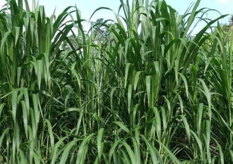 1652540861552898.jpg 2.jpg