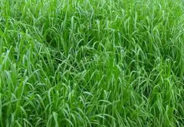 1652540868886725.jpg 3.jpg