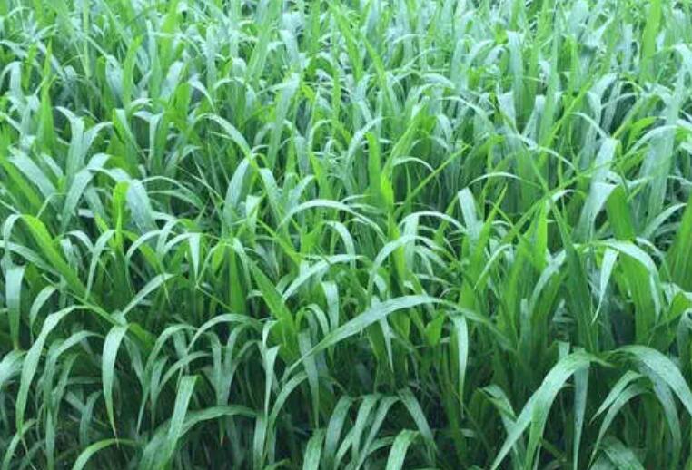 1652541675441010.jpg 1652541675441010.jpg