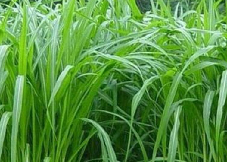 1652541683355399.jpg 1652541683355399.jpg