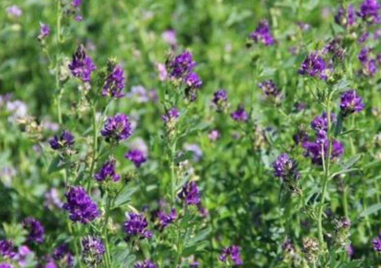 1652541692774300.jpg 1652541692774300.jpg