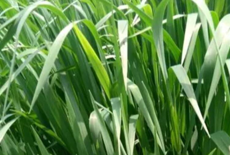 1652876322893152.jpg 1.jpg