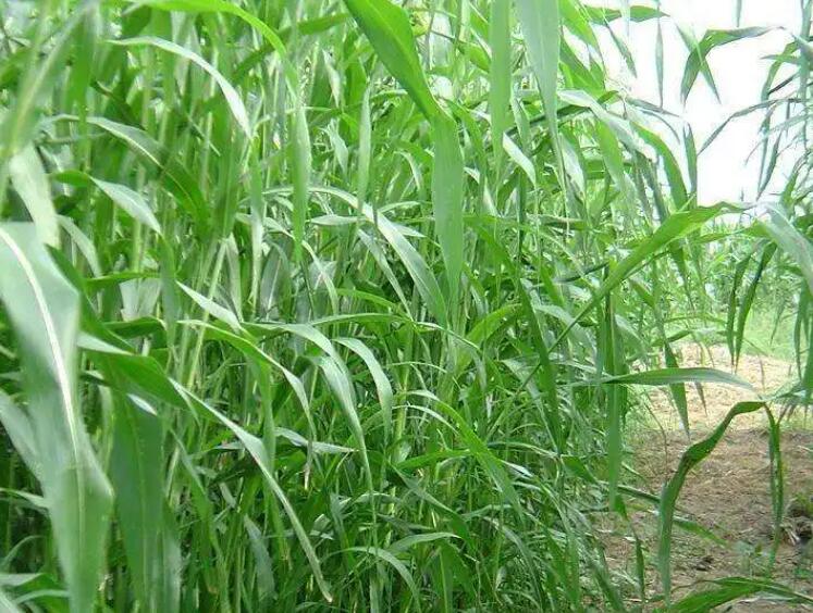 1652877677204942.jpg 3.jpg