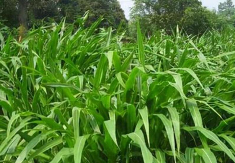 1652964903392991.jpg 1.jpg