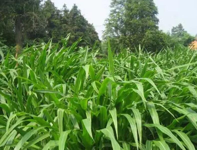 1652964943174560.jpg 3.jpg