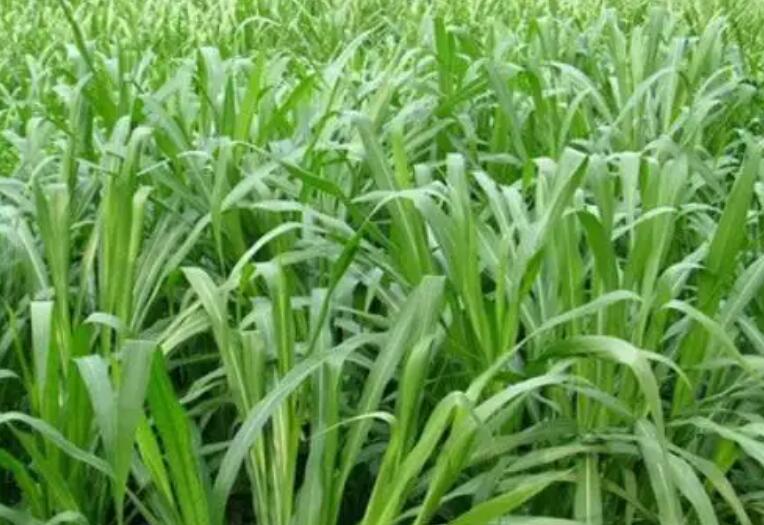 1653139640781535.jpg 1.jpg