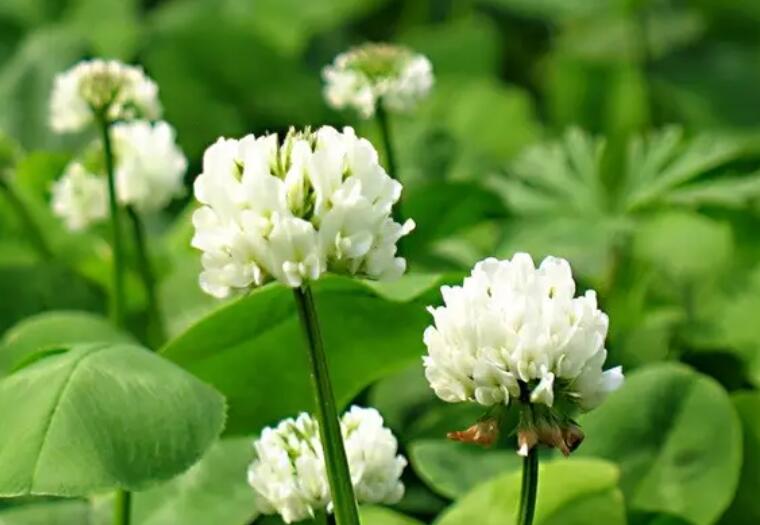 1653315544306051.jpg 1653315544306051.jpg