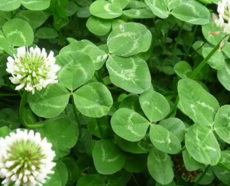 1653315559696292.jpg 1653315559696292.jpg